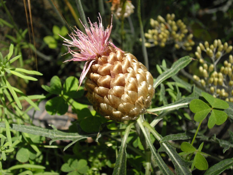 Rhaponticum coniferum photo